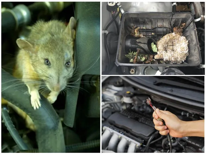 Крыса в машине
