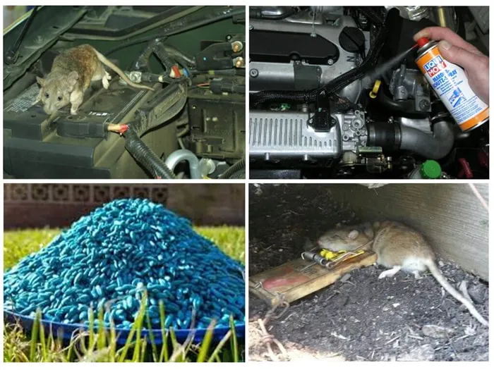 Борьба с крысами в автомобиле