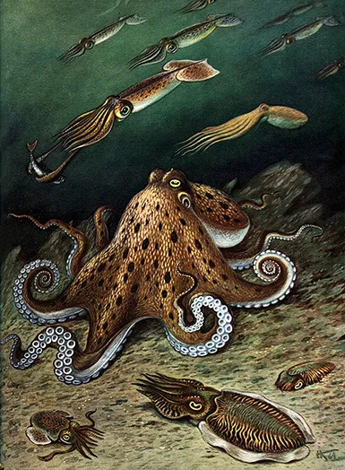 Головоногие: стайка кальмаров, осьминог, россия, каракатица :: Кондаков Николай Николаевич, 1964 год